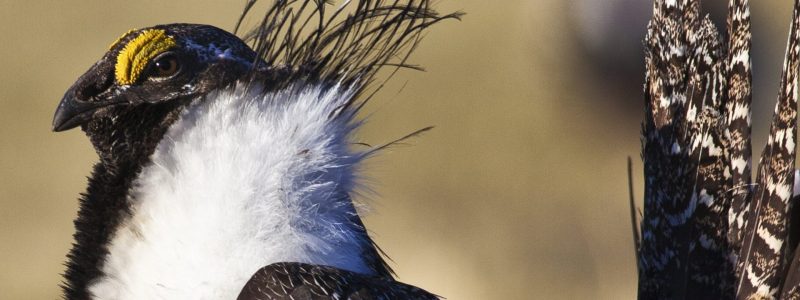 Inside the new plan for Greater sage-grouse