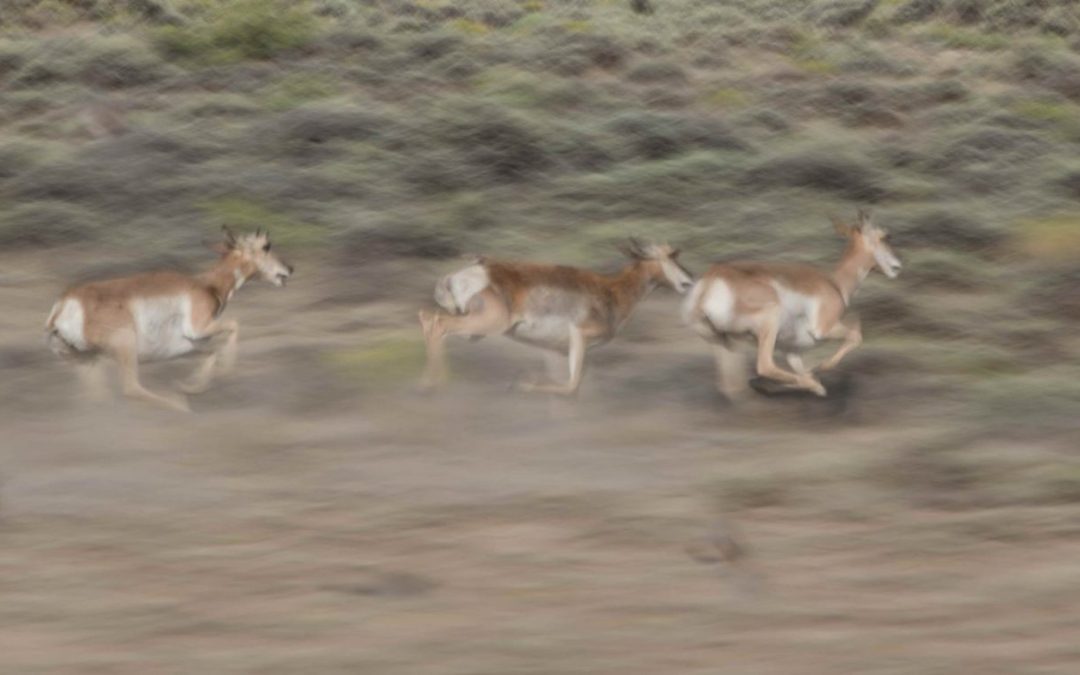 Honeycomb Buttes Antelope in Motion-6_Copeland_small
