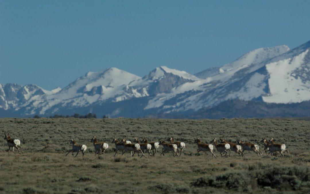 [B] South Pass Antelope 5