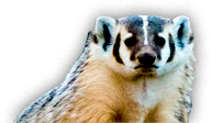 badger