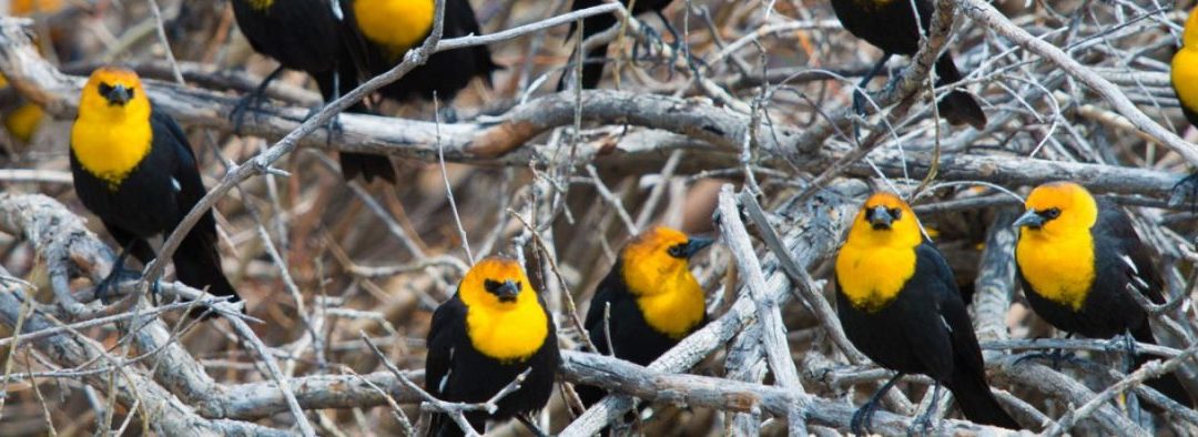 yellowheaded-birds-pgheader