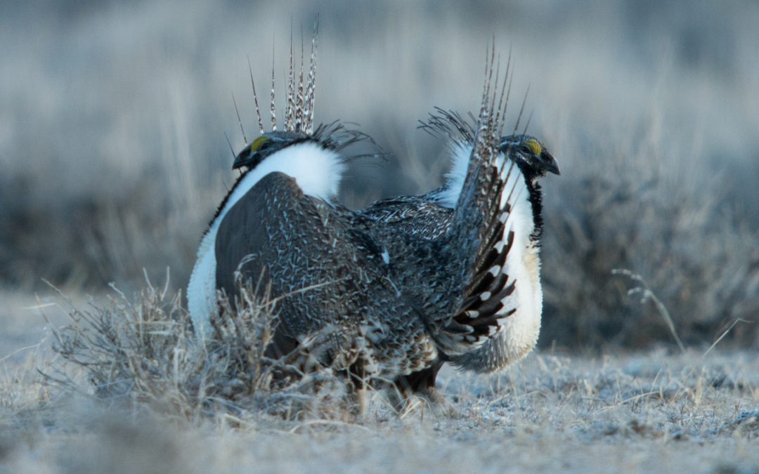 Greater Sage-Grouse by Scott Copeland