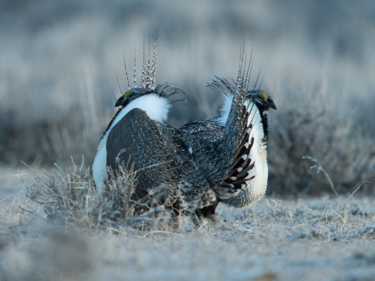 Action alert: Insist the BLM safeguard sage-grouse habitat in Wyoming
