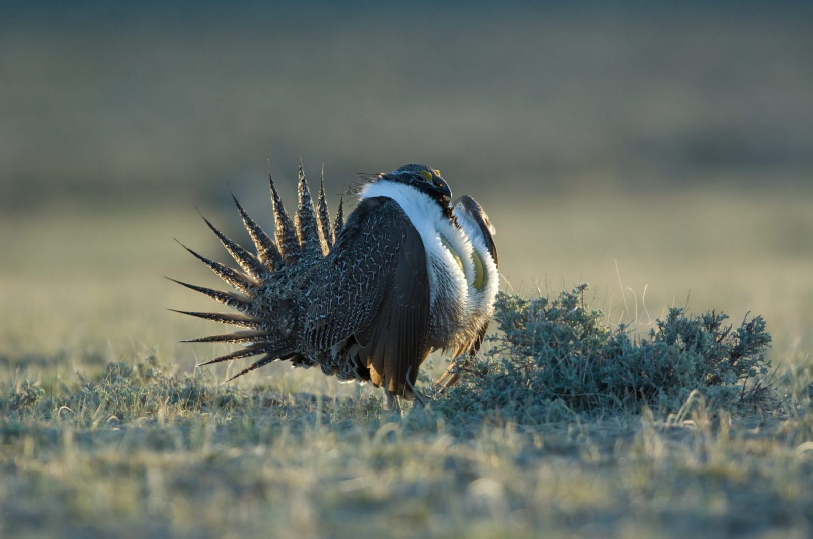 Keep up the pressure to save our sagebrush