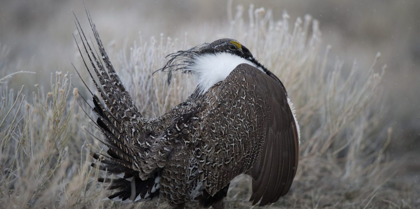 Your comments can help uphold historic sage-grouse protections