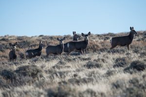 Help protect North America’s longest mule deer migration corridor