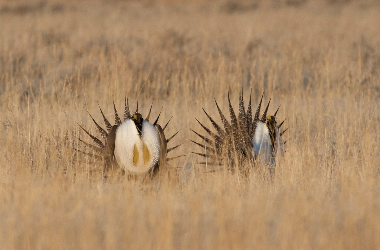 Speak out for the Greater sage-grouse, and our western heritage