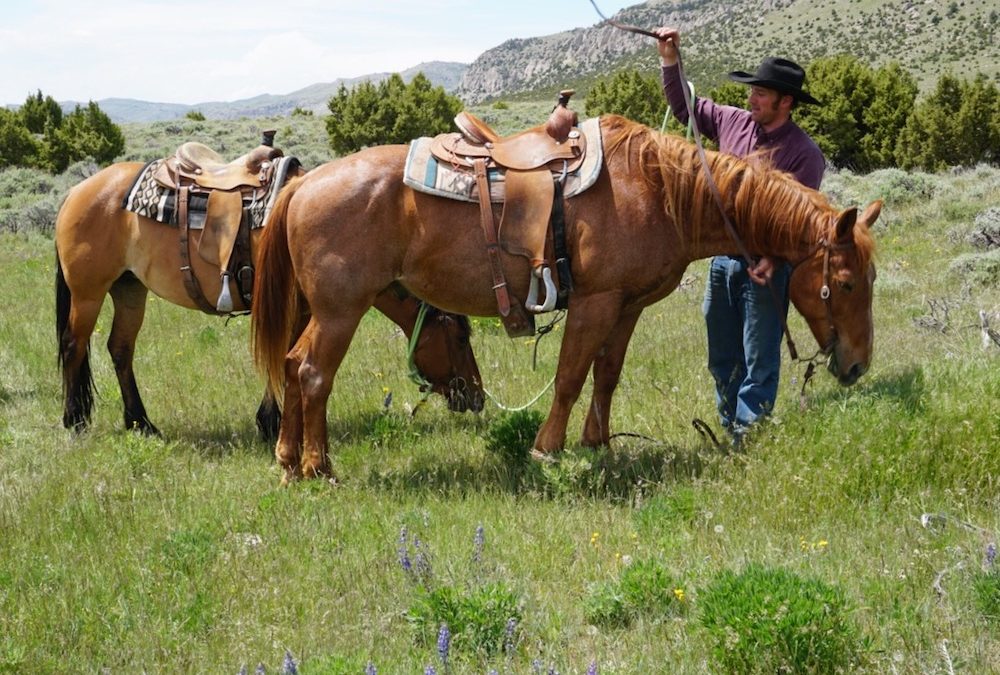 Copper Mountain WSA horses