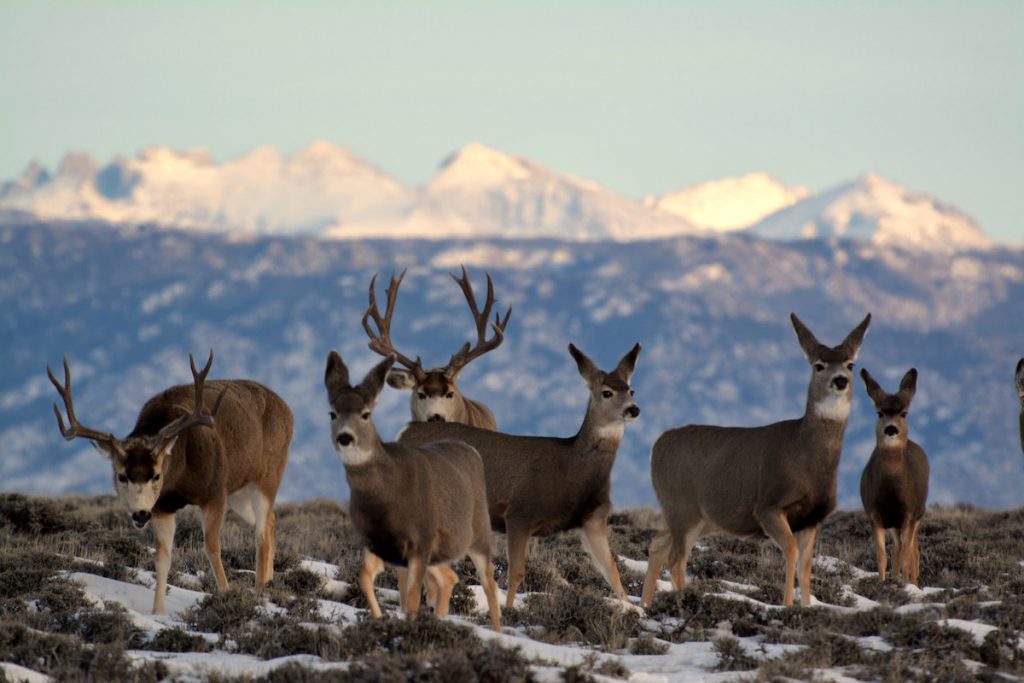 Wyoming BLM, mule deer — Wyoming Outdoor Council