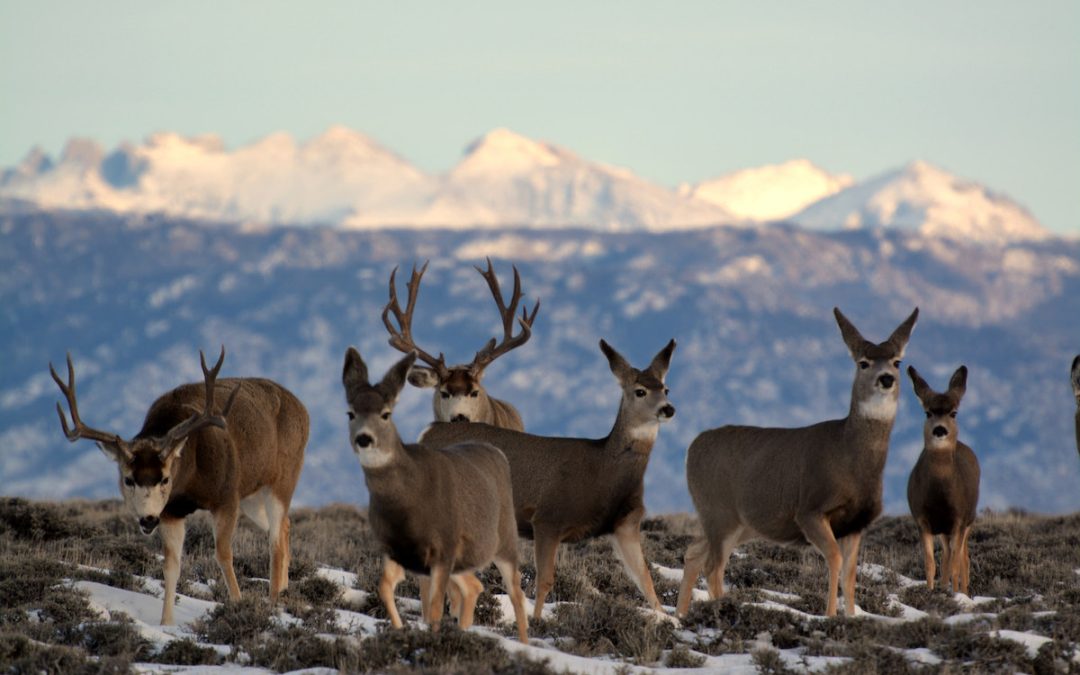 Wyoming BLM, mule deer