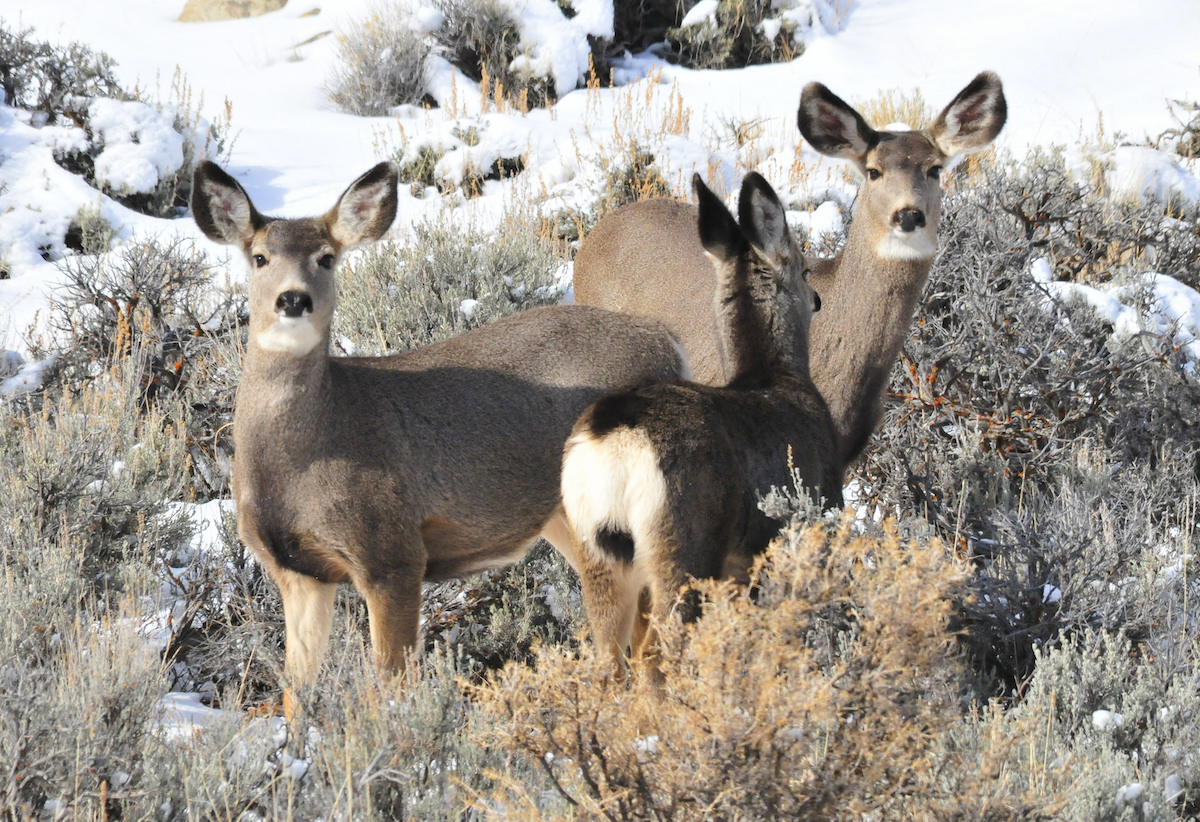Wyoming must stand up to feds to save mule deer
