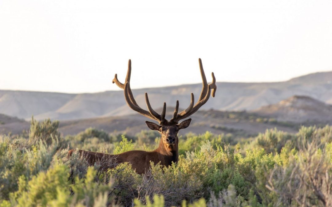 Elk. Image: Joel Luzmoor.