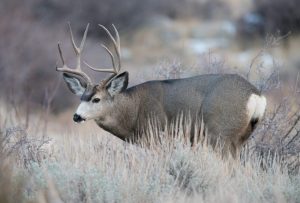 Upcoming public meetings on chronic wasting disease in southeast Wyoming