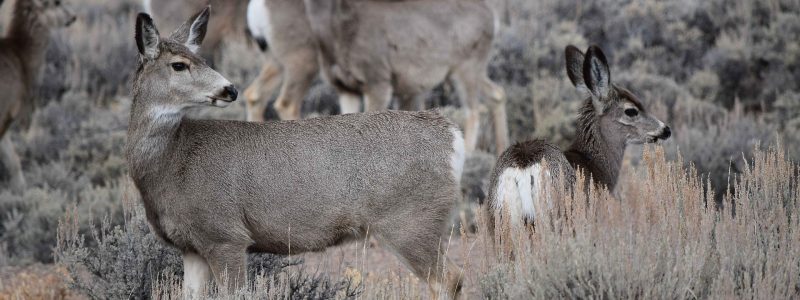 VOICE YOUR SUPPORT FOR WIND RIVER MULE DEER MIGRATION