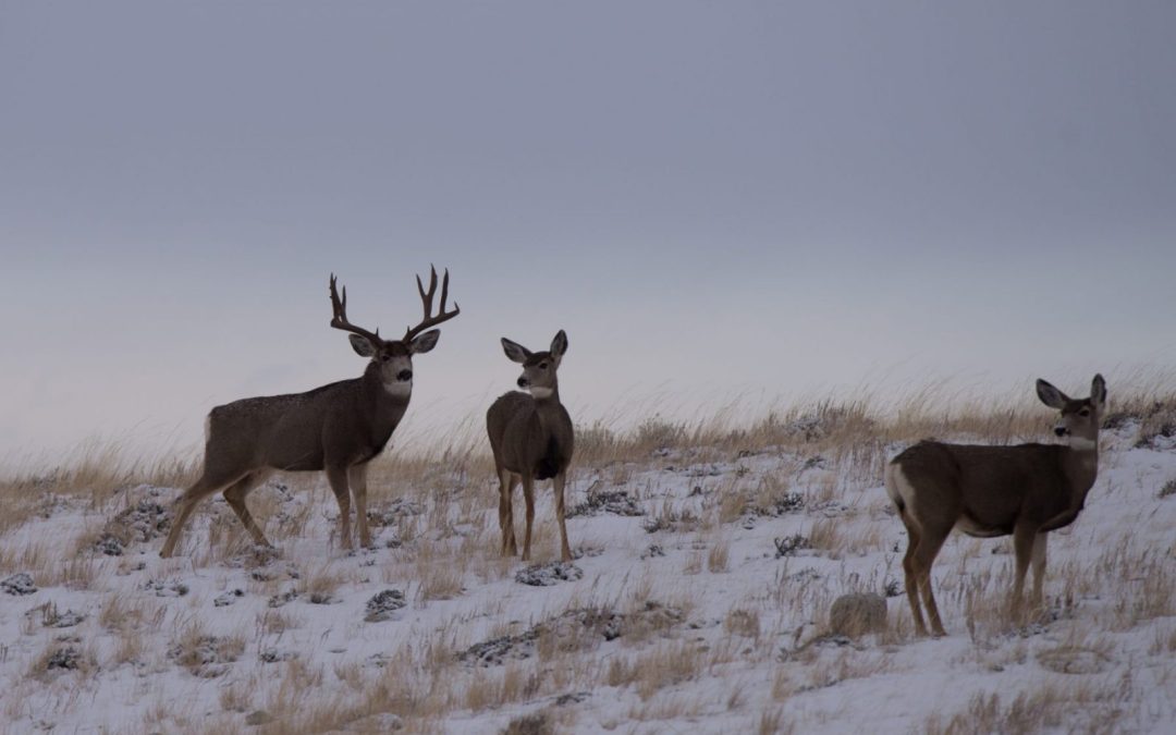 Mule deer near Hanna, Wyoming