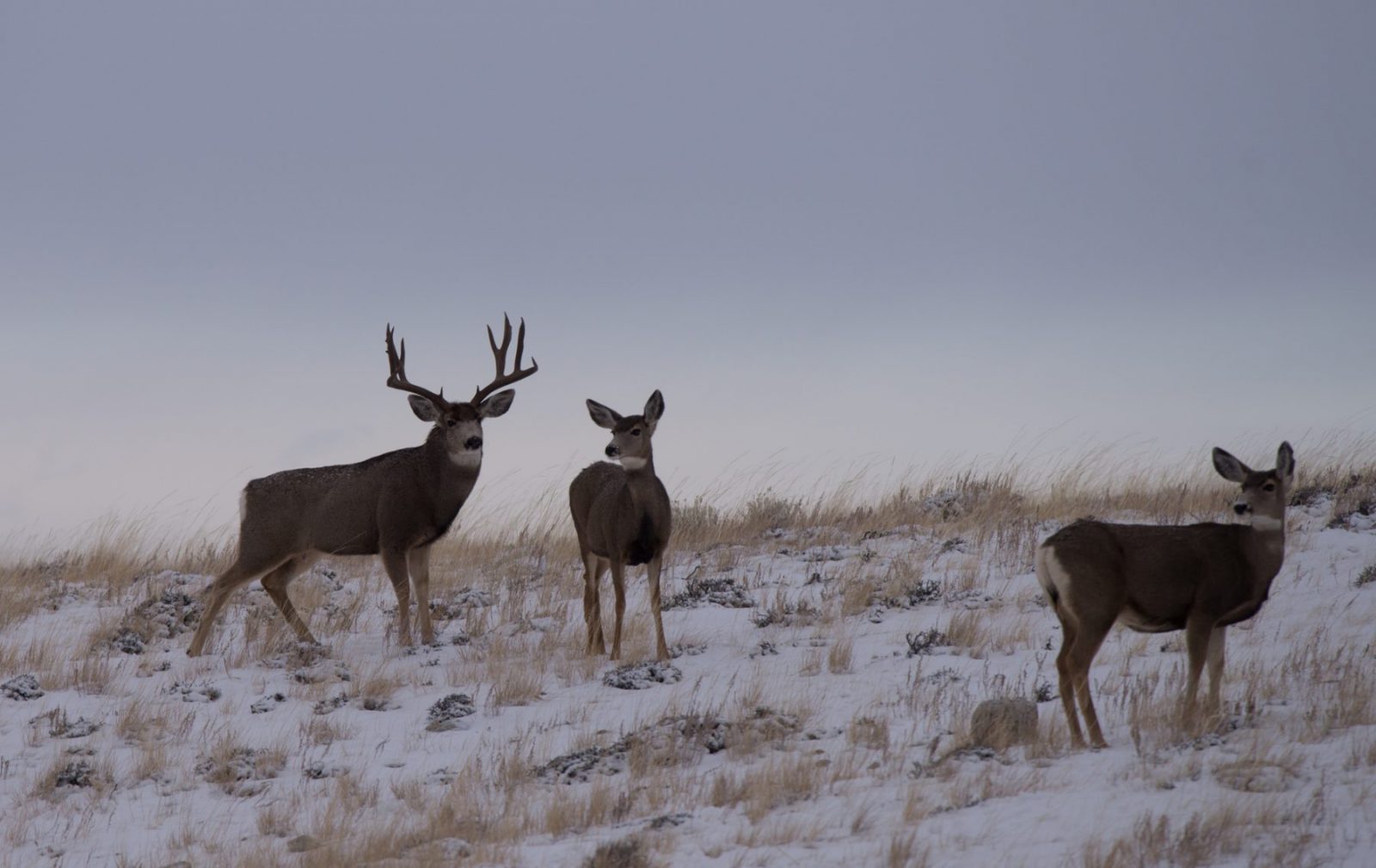 Wyoming must do more  to protect mule deer migrations