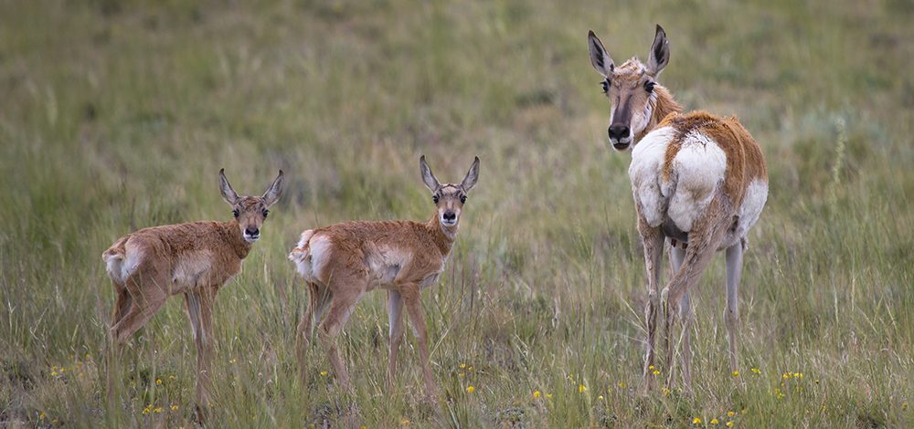 Sign Up — Wyoming Outdoor Council