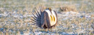 Male sage-grouse in a winter field