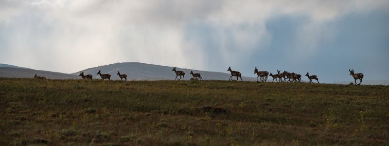 BREAKING: Game & Fish Department moves forward with Sublette Pronghorn migration corridor designation