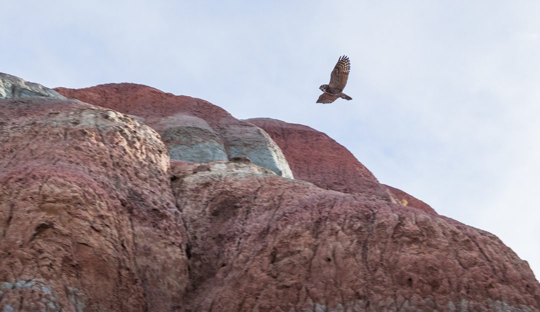 Hawk in the Red Desert