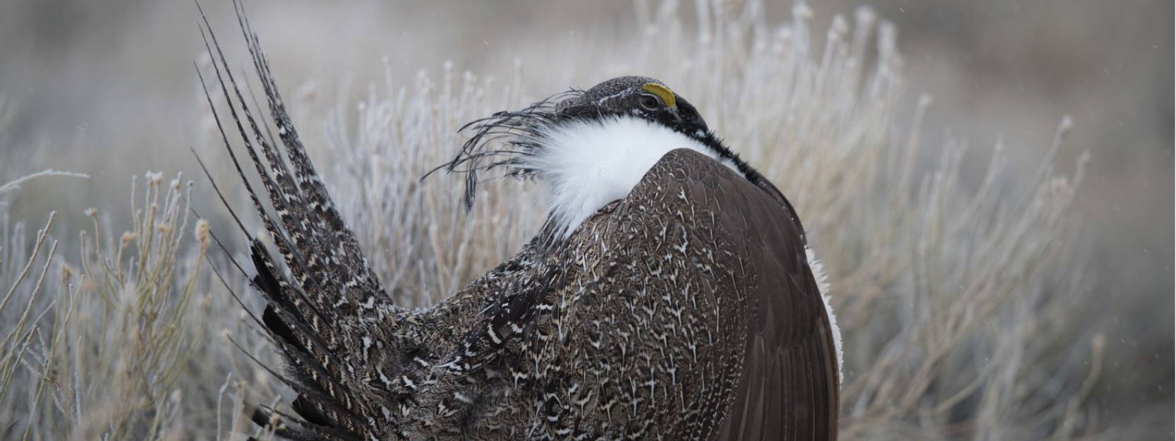SOS: Save our sage-grouse and the places they call home