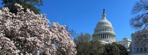 A cherry tree in blossom in front of the U.S. Capitol.