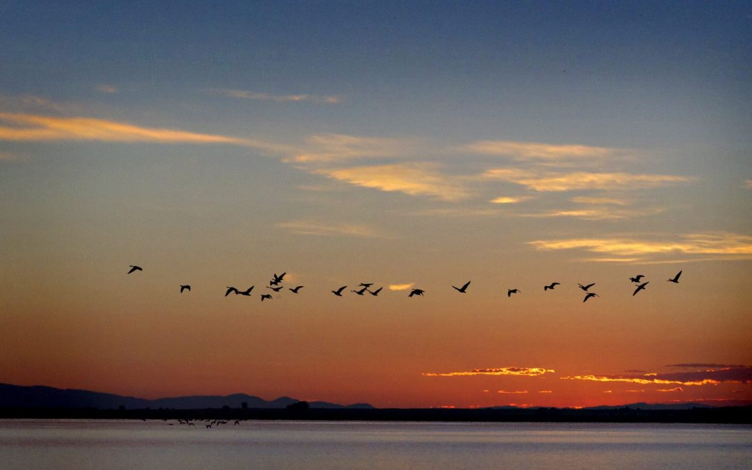 Birds Over Ocean Lake (Image: Emily Hartinger)