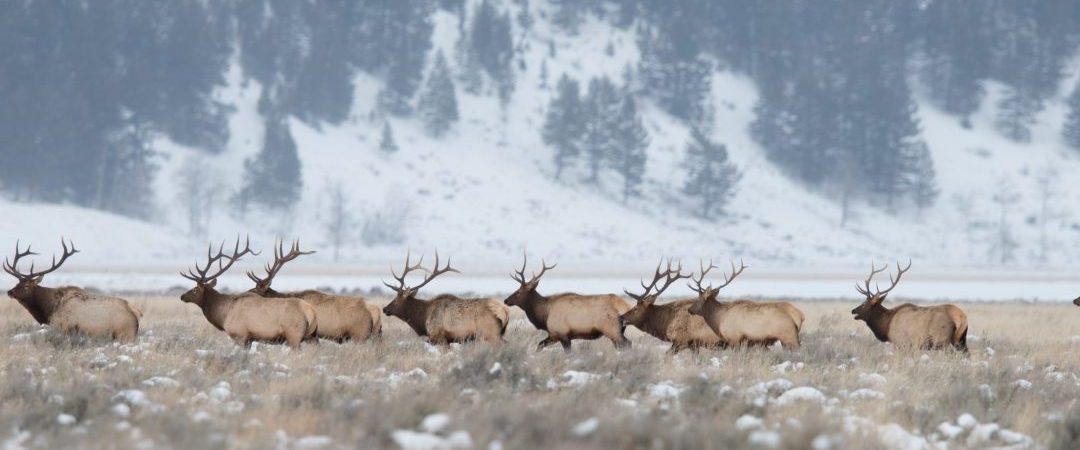 Elk Herd near Kelly. © Scott Copeland Images