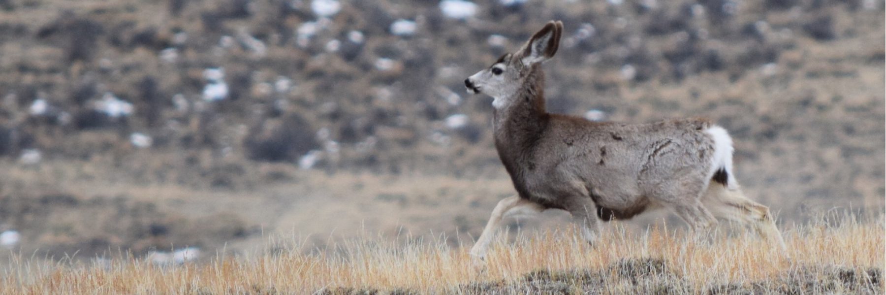 Field Notes: December updates from the Wyoming Outdoor Council