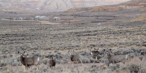 Mule deer herd near development