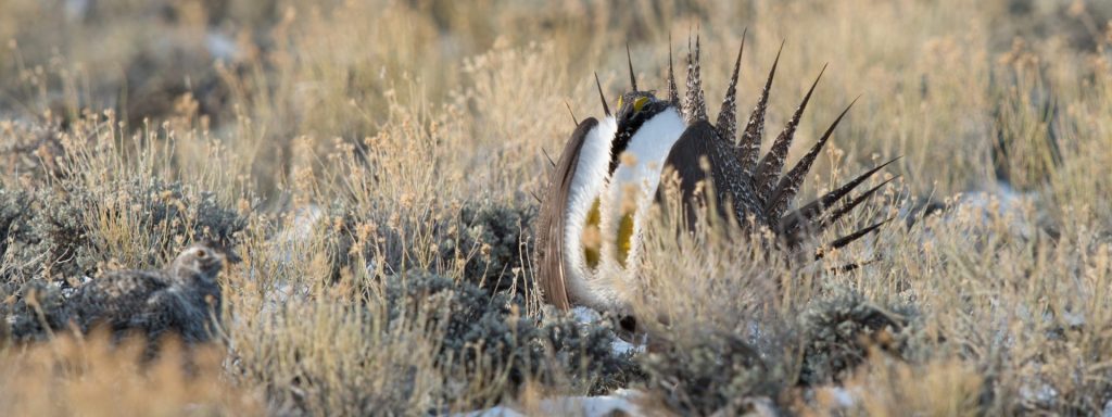 A male Greater sage-grouse with puffed-up chest in sagebrush landscape