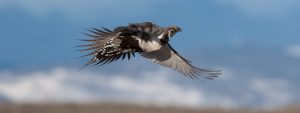 A Greater sage-grouse flies in a blue sky with a blurred background of snowy mountains