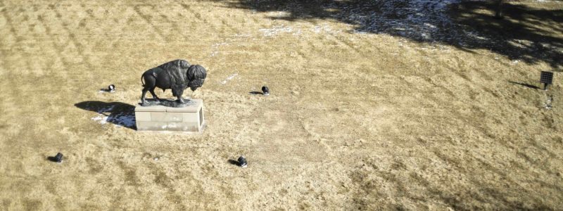 Overhead shot of bison sculpture in grassy field