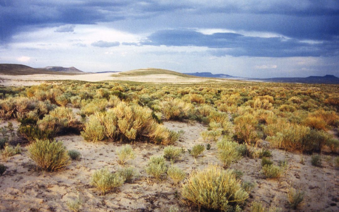 Red Desert. Image: Mac Blewer