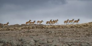 This image has an empty alt attribute; its file name is Pronghorn-Migration4-1024x512.jpg